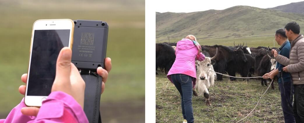 東信智慧牧場農場管理系統(tǒng)綜合解決方案