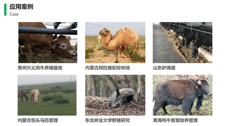 智慧牧場應用案例